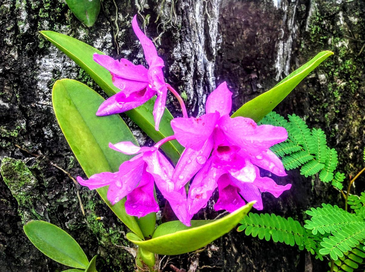 Casa De Los Suenos B&B Coronado Panama 普拉亚科罗纳多 外观 照片