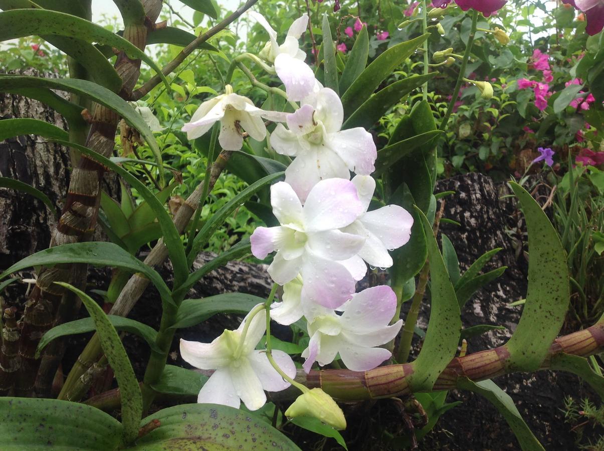 Casa De Los Suenos B&B Coronado Panama 普拉亚科罗纳多 外观 照片