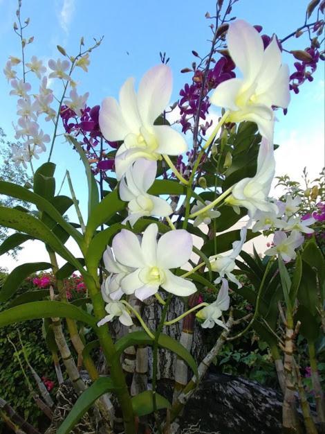 Casa De Los Suenos B&B Coronado Panama 普拉亚科罗纳多 外观 照片